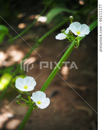 little shiny white flowers of decorative wetland plant: Arrow Head Ame Son/ Sagittaria lancifolia under natural sunlight in dark environment and brown garden earth background 66211177