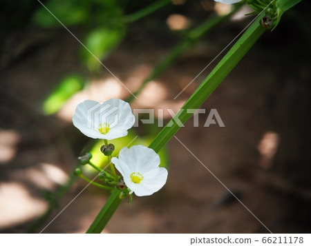 little shiny white flowers of decorative wetland plant: Arrow Head Ame Son/ Sagittaria lancifolia under natural sunlight in dark environment and brown garden earth background 66211178