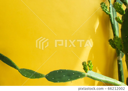 千葉町仙人掌,梗犬(植物內部),生態,環保 千葉町仙人掌,梗犬(植物內部),生態,環保 66212002