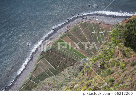 PORTUGAL MADEIRA PONTA DO SOL AGRICULTURE PORTUGAL MADEIRA PONTA DO SOL AGRICULTURE 66212260