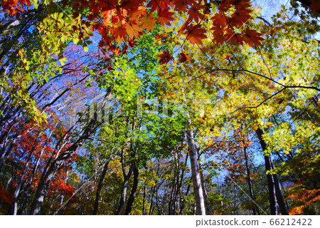 Autumn leaves of Oku Shinano 66212422