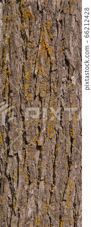 Canada tree trunk surface Canada tree trunk surface 66212428