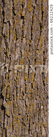 Canada tree trunk surface 66212429