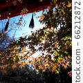 秋季樹葉神社 66212872