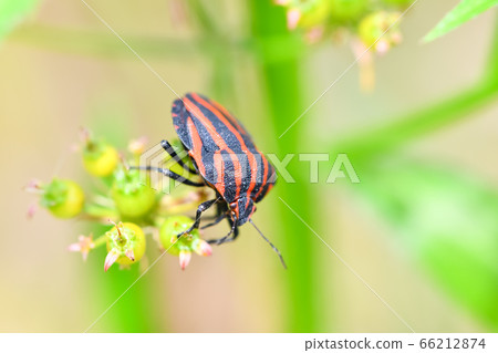 Akushushi Bamboo 66212874