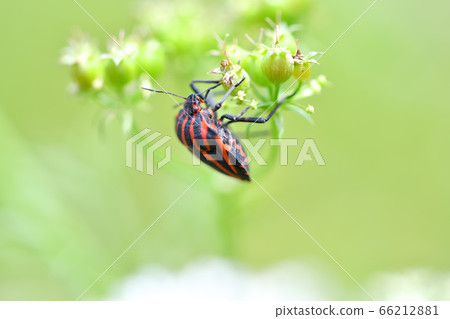 Akushushi Bamboo Akushushi Bamboo 66212881