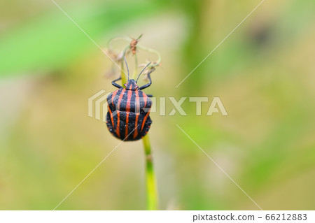 Akushushi Bamboo Akushushi Bamboo 66212883