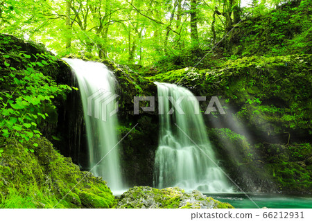 Fresh green waterfall of Kaneyama 66212931