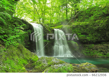 Fresh green waterfall of Kaneyama 66212936