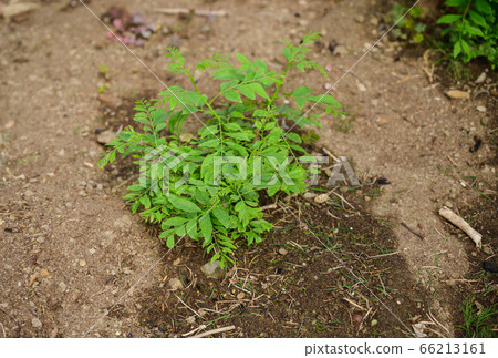 Curry tree curry leaf Curry tree curry leaf 66213161