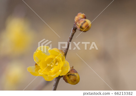 Rowey Rowey 66213382