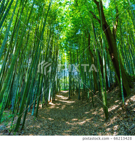 Bamboo sutra of Sakano house Bamboo sutra of Sakano house 66213428