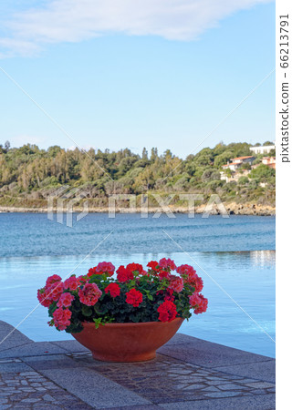 View of the pool and the Mediterranean Sea - Italy 66213791