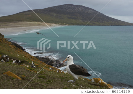 Black-browed Albatross in the Falkland Islands 66214139