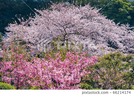 Sakura and peach 66214174