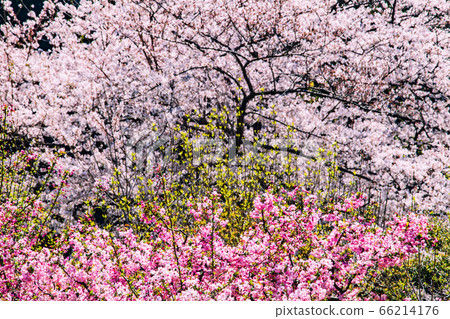 Sakura and peach Sakura and peach 66214176