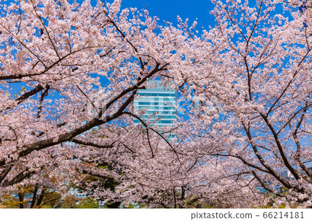 Sakura and skyscrapers Former Shiba Rikyu Garden Sakura and skyscrapers Former Shiba Rikyu Garden 66214181