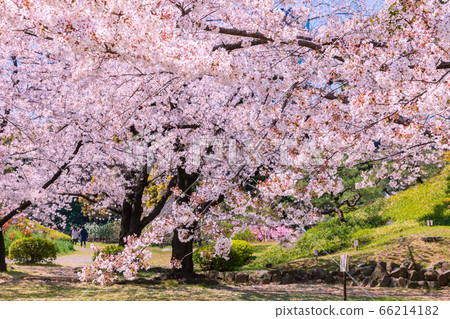 Former Shiba Rikyu Gardens with cherry blossoms, Tokyo Former Shiba Rikyu Gardens with cherry blossoms, Tokyo 66214182