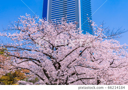 Sakura and skyscrapers Former Shiba Rikyu Garden 66214184
