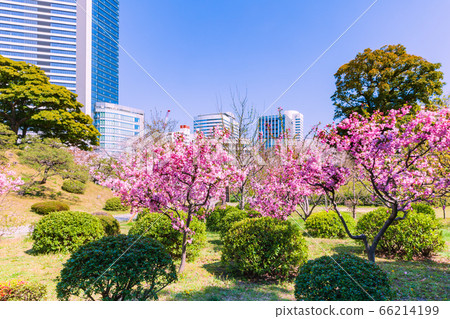 東京桃花盛開的前芝裡宮花園 東京桃花盛開的前芝裡宮花園 66214199
