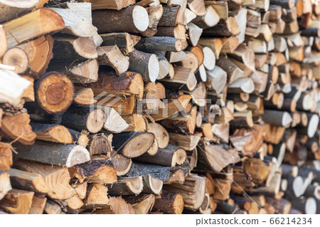 被解僱的樹 被解僱的樹 66214234