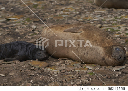 Female Southern Elephant Seal with pup 66214566