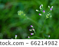 Small grass flowers that are naturally beautiful 66214982