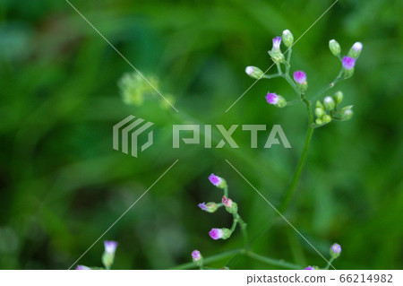 Small grass flowers that are naturally beautiful Small grass flowers that are naturally beautiful 66214982