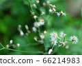 Small grass flowers that are naturally beautiful 66214983