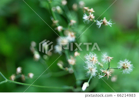 Small grass flowers that are naturally beautiful Small grass flowers that are naturally beautiful 66214983