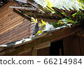 Dove on the roof of the old house 66214984