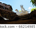 Dove on the roof of the old house 66214985