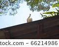 Dove on the roof of the old house 66214986