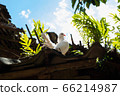 Dove on the roof of the old house 66214987