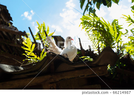 Dove on the roof of the old house Dove on the roof of the old house 66214987