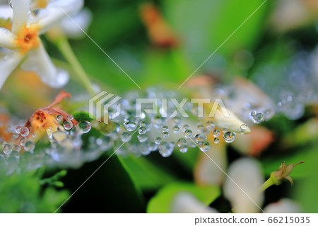 Spider web and water droplet 66215035