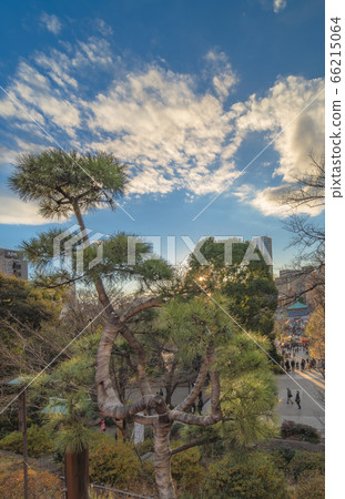 [東京上野]上野公園的清水寺觀音堂的月松。 66215064