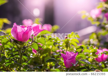 Blooming pink wild rose spring day Blooming pink wild rose spring day 66215393