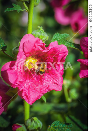Bee collects flower nectar of malva 66215396