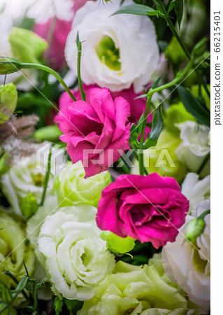 Eustoma flowers close-up blurred background Eustoma flowers close-up blurred background 66215401