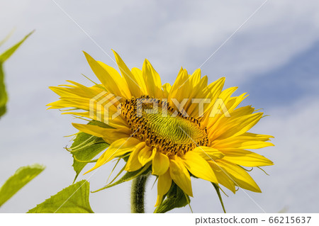 flower of a beautiful yellow annual sunflower flower of a beautiful yellow annual sunflower 66215637