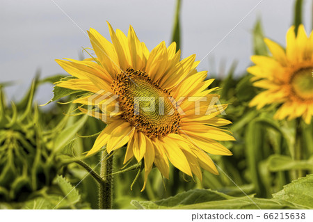 field annual sunflowers 66215638