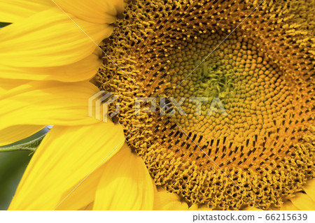 annual sunflower , close-up 66215639