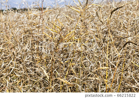 agricultural field rapeseed agricultural field rapeseed 66215822