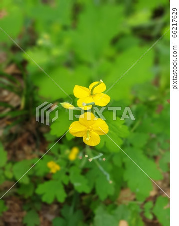 野草 野草 66217629