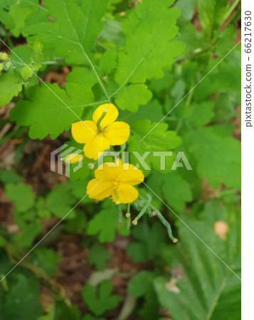 野草 野草 66217630