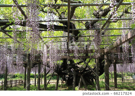 Fuji in Tamashiki Park 66217824