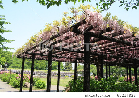玉在玉敷公園 玉在玉敷公園 66217825