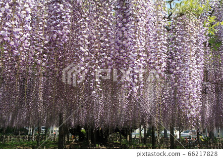 Fuji in Tamashiki Park 66217828