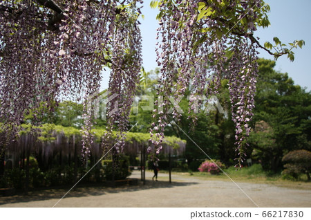 玉在玉敷公園 玉在玉敷公園 66217830